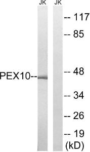 Antibody anti-PEX10 A99609-100 100 µg