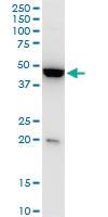 Anti-KLF13 Mouse Monoclonal Antibody [clone: 1D3]