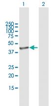 Anti-GNAQ Mouse Polyclonal Antibody