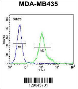 Anti-ZNF605 Rabbit Polyclonal Antibody (AP (Alkaline Phosphatase))