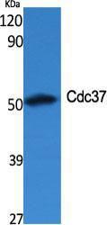 Western blot analysis of various cells using Anti-p50 CDC37 Antibody