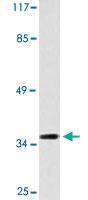 Anti-OPRD1 Rabbit Polyclonal Antibody