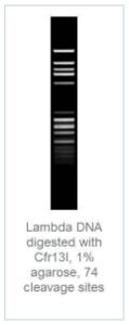 FERMFD0194 - ENZYME FD CFR13I 100µL (100RXN)