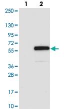 Anti-ARRDC1 Rabbit Polyclonal Antibody