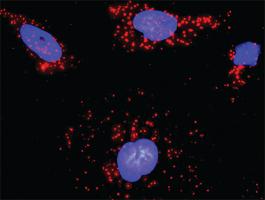 Anti-CDC42 + ARHGEF6 Antibody Pair