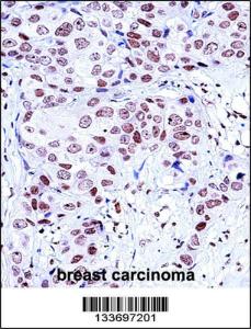 Anti-NCK1 Rabbit Polyclonal Antibody (Biotin)