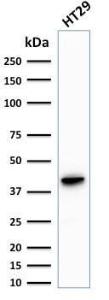 Western blot analysis of human HT29 cell lysate using Anti-Cytokeratin 20 Antibody [KRT20/1993]