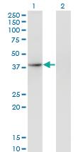 Anti-THOC3 Mouse Monoclonal Antibody [clone: 3D4]