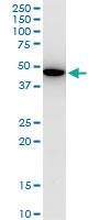 Anti-KLF13 Mouse Monoclonal Antibody [clone: 1D3]