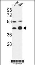 Anti-COPS3 Rabbit Polyclonal Antibody