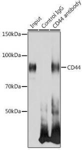 Immunoprecipitation analysis of 300 µg extracts of HeLa cells using 3 µg of Anti-CD44 Antibody (A305402). This Western blot was performed on the immunoprecipitate using Anti-CD44 Antibody (A305402) at a dilution of 1:1000