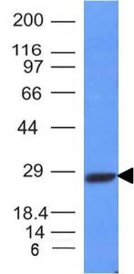 Western blot analysis of Raji cell lysate using Anti-Kappa Light Chain Antibody [L1C1]