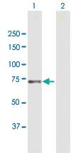 Anti-XPNPEP1 Mouse Polyclonal Antibody