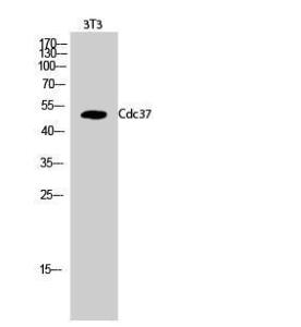 Western blot analysis of 3T3 cells using Anti-p50 CDC37 Antibody