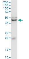 Anti-KLF13 Mouse Monoclonal Antibody [clone: 1D3]