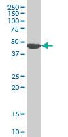 Anti-KLF13 Mouse Monoclonal Antibody [clone: 1D3]