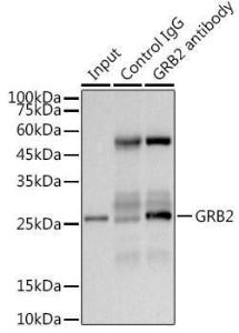 Immunoprecipitation analysis of 300 µg extracts of 293T cells using 3 µg of Anti-GRB2 Antibody [ARC0430] (A309206). This Western blot was performed on the immunoprecipitate using Anti-GRB2 Antibody [ARC0430] (A309206) at a dilution of 1:1000