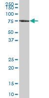 Anti-XPNPEP1 Mouse Polyclonal Antibody