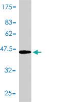 Anti-PTGDS Mouse Polyclonal Antibody