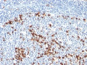 Immunohistochemical analysis of formalin-fixed, paraffin-embedded human tonsil using Anti-Kappa Light Chain Antibody [L1C1]