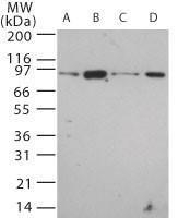 Anti-TLR12 Rabbit Polyclonal Antibody