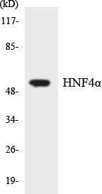 Western blot analysis of the lysates from HepG2 cells using Anti-HNF4alpha Antibody