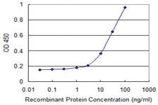 Anti-THOC3 Mouse Monoclonal Antibody [clone: 3D4]