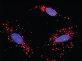 Anti-MAP3K14 + CASP3 Antibody Pair