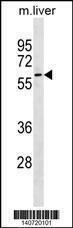 Anti-GNL3 Rabbit Polyclonal Antibody (Biotin)