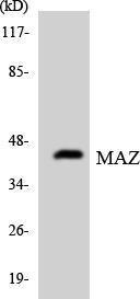 Antibody anti-MAZ A98480-100 100 µg