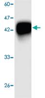 Anti-Japanese encephalitis virus PreM Mouse Monoclonal Antibody [clone: 8g65s]