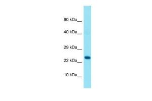 Anti-GRAP Rabbit Polyclonal Antibody