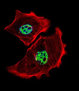 Anti-USF1 Rabbit Polyclonal Antibody (AP (Alkaline Phosphatase))