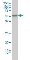 Anti-ITFG2 Mouse Monoclonal Antibody [clone: 3D7]