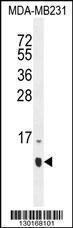 Anti-HCFC1R1 Rabbit Polyclonal Antibody (APC (Allophycocyanin))