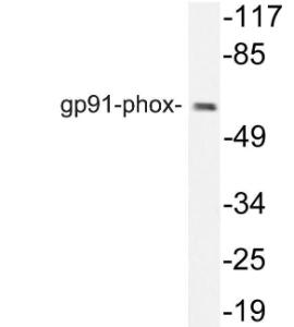 Western blot analysis of lysate from HT29 cells using Anti-gp91-phox Antibody