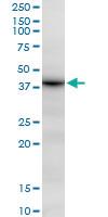 Anti-DHRS7 Mouse Polyclonal Antibody