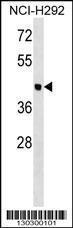 Anti-OTOL1 Rabbit Polyclonal Antibody (Biotin)