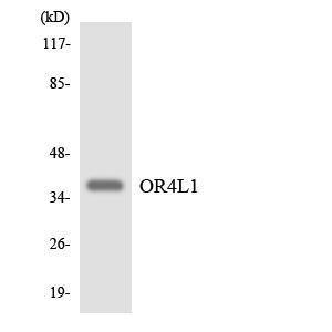 Western blot analysis of the lysates from HepG2 cells using Anti-OR4L1 Antibody