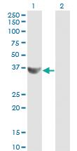 Anti-CCNG2 Mouse Monoclonal Antibody [clone: 1F9-C11]