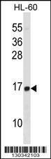 Anti-HIST1H2BD Rabbit Polyclonal Antibody (APC (Allophycocyanin))