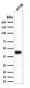 Western blot analysis of human HT29 cell lysate using Anti-Cytokeratin 20 Antibody [SPM191]