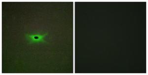 Immunofluorescence analysis of A549 cells using Anti-PRKAG2 Antibody. The right hand panel represents a negative control, where the antibody was pre-incubated with the immunising peptide.