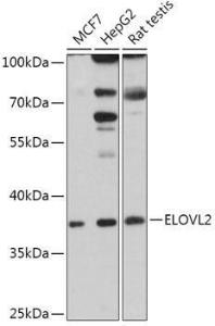 Anti-ELOVL2 antibody