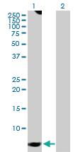 Anti-GNG7 Rabbit Polyclonal Antibody