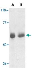 Anti-TRAF3IP2 Rabbit Polyclonal Antibody