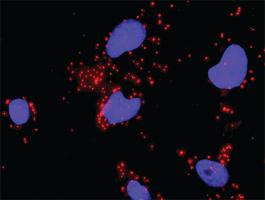 Anti-HDAC2 + HIF1A Antibody Pair