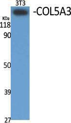 Western blot analysis of various cells using Anti-Collagen V alpha3 Antibody