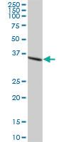 Anti-DHRS7 Mouse Polyclonal Antibody