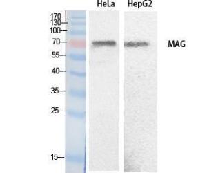 Western blot analysis of extracts from HeLa, HepG2 cells using Anti-MAG Antibody